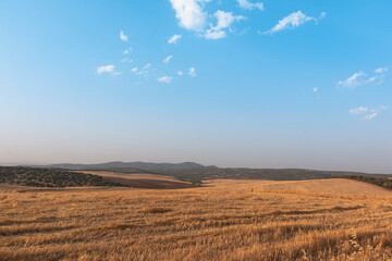 Fototapeta premium Sheep grazing fields and cereal cultivation