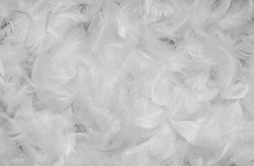 white duck feathers with visible details. textura or background