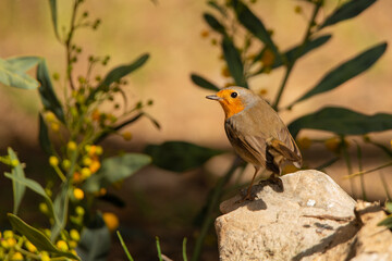 Petirrojo europeo en el bosque (Erithacus rubecula)