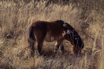 exmoor wild horse