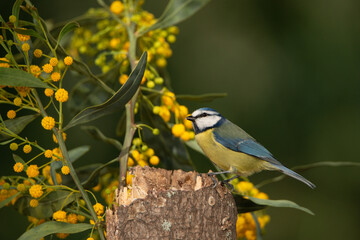 Herrerillo común sobre un tronco con arbustos verdes y amarillos (Cyanistes caeruleus)