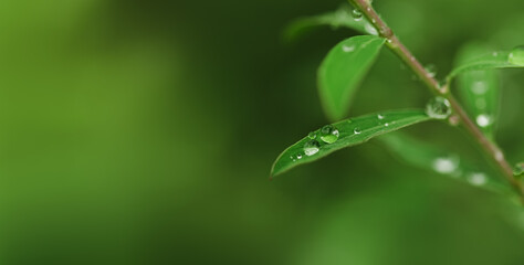 large drop of water in the form of a transparent ball on a green leaf close-up. beautiful natural background long banner. space for text, soft focus, macro photography