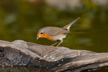 Petirrojo europeo en un tronco dentro del estanque del bosque (Erithacus rubecula)