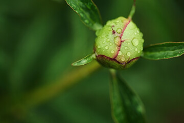 closed peony flower bud in beautiful drops after rain. blurred natural green background, copy space