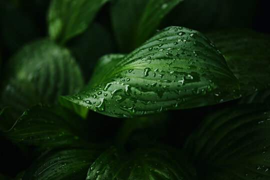 water drop on lush green foliage in a rainforest. spring nature background, dark toned