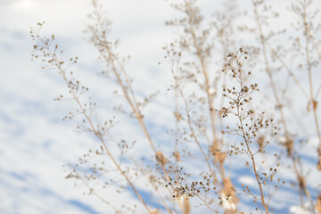 Dry branches of grass and flowers on a winter snowy field. Seasonal cold nature background. Winter landscape details. Wild plants frozen and covered with snow and ice in meadow.