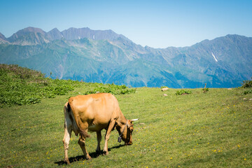 Fototapeta premium Summer landscapes of the Caucasus mountains in Rosa Khutor, Russia, Sochi, Krasnaya Polyana. Peak 2320m. A cow grazes on a mountain meadow