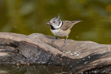 Herrerillo capuchino en un tronco viejo del estanque (Lophophanes cristatus)
