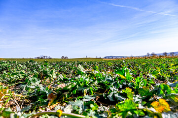 corn field in the summer