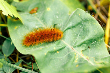 a fluffy caterpillar crawls over a green leaf