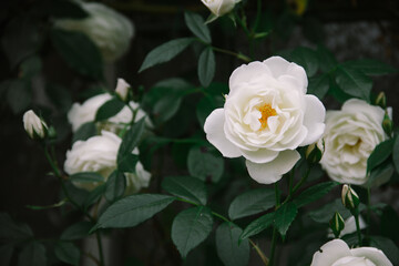 白いバラ