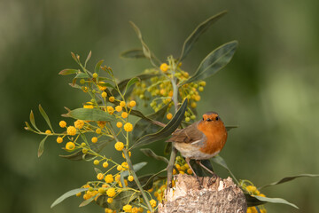 Petirrojo europeo en un arbusto con flores amarillas (Erithacus rubecula)