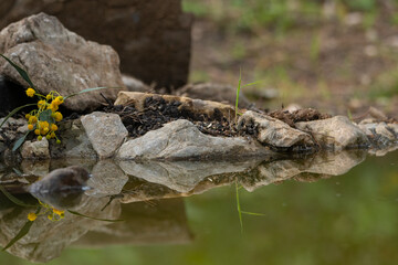 reflejo de plantas en el borde del estanque 