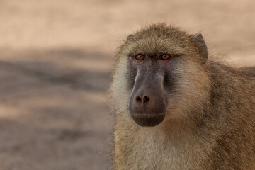 Yellow Baboon