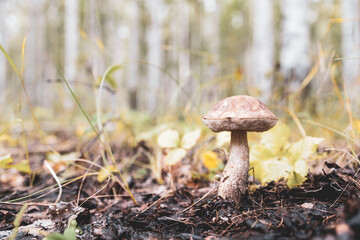 edible boletus mushroom on the background of a blurred forest