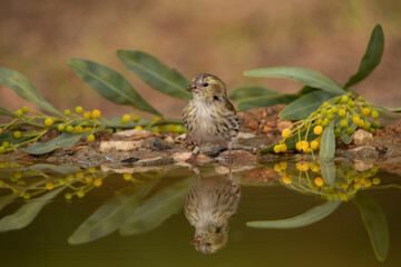 Jilguero lúgano reflejado en la charca (Carduelis spinus)