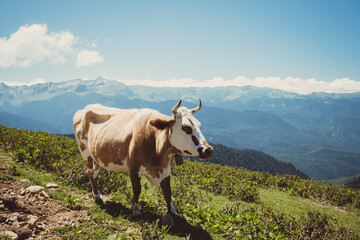 Fototapeta na wymiar Summer landscapes of the Caucasus mountains in Rosa Khutor, Russia, Sochi, Krasnaya Polyana. Peak 2320m. A cow grazes on a mountain meadow