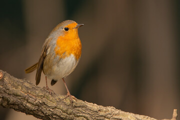 Petirrojo europeo posado en una rama  (Erithacus rubecula)