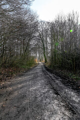 Fototapeta premium road in the forest