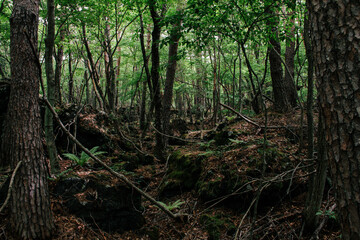 富士樹海,樹海,青木ヶ原樹海