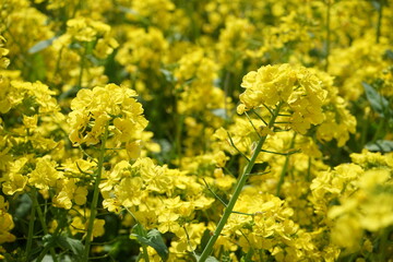 Obraz premium Beautiful yellow flowers on the side of the road