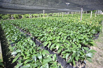 Cultivo de Cacao