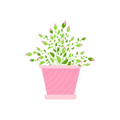 bush pink rose with unblown buds in a flower pot. Design element for postcards, stickers, flower delivery advertising in pots. Vector illustration.