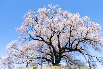 Fototapeta premium わに塚の桜。日本。山梨県韮崎市。