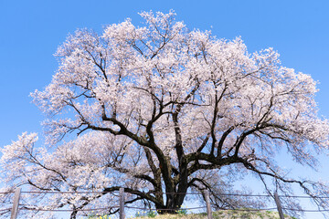 わに塚の桜。日本。山梨県韮崎市。