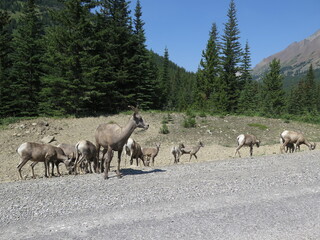 Naklejka premium Bighorn Sheep between Banff and Calgary, Icefields Parkway, Rocky Mountains, Alberta, Canada, August