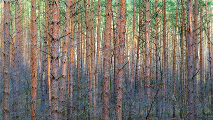 Obraz premium Moody and chaotic forest