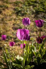 The afternoon sun rays illuminate the tulips in the garden