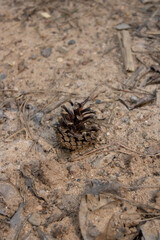 A small pine cone lies on the brown ground.