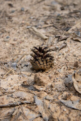 A small pine cone lies on the brown ground.