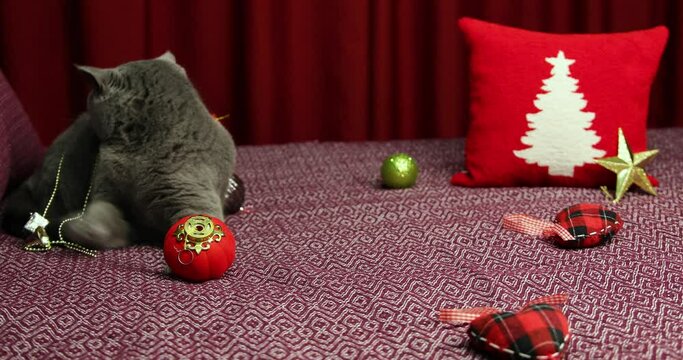 Gray fluffy British shorthair cat is playing with new year concept decoraiton on damson bedcover