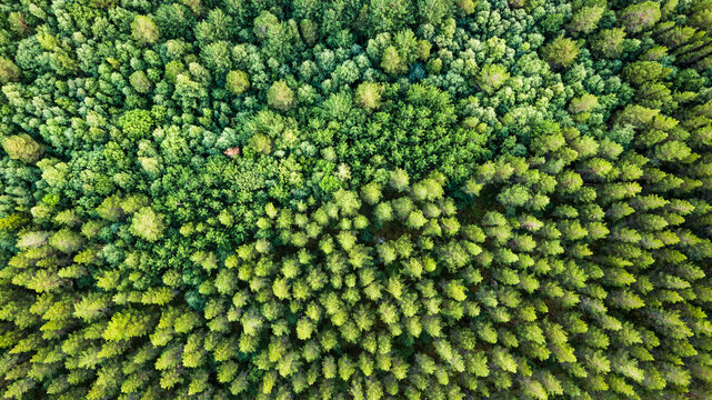 Aerial image of a pine forest © Mo Moghaddas