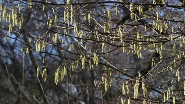 Male Catkins on a Hazel Tree,  &lrm;Corylus avellana. UK