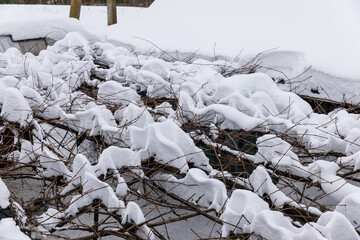 The vine is covered with snowdrifts in winter.