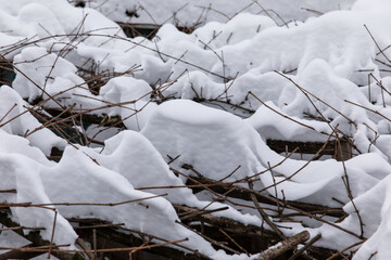 The vine is covered with snowdrifts in winter.