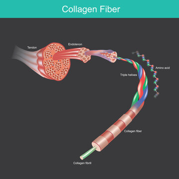 collagen fibre. illustration for commercial about the collagen molecule and amino acid  that affect tissues and muscles of human..