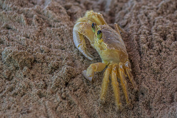 The small crab peeps carefully from its deep sandy hole. The Ocypode quadrata (Atlantic ghost, sand or beach crab) lives in burrows in sand above the strandline along the east coast of America.