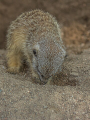 The meerkat digs a hole in the sand. The meerkat (Suricata suricatta) is a small mongoose that lives in the savanna, shrubland, grassland and desert in Botswana, Namibia, Angola and in South Africa.