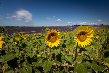 Fields of sunflowers and lavender in French Provence