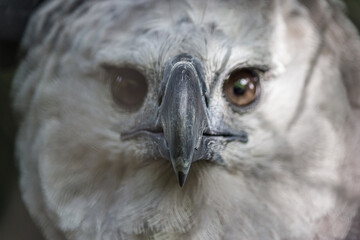 Close-up full face portrait of a harpy eagle. The American harpy eagle (Harpia harpyja) lives in the tropical lowland rainforests of America. It's a Near Threatened species.