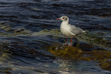 Seagull stand on a rock near the ocean surf in the water. The black-headed gull (Chroicocephalus ridibundus) lives in grassland, wetland and marine coastal in Europe and east coast of America.