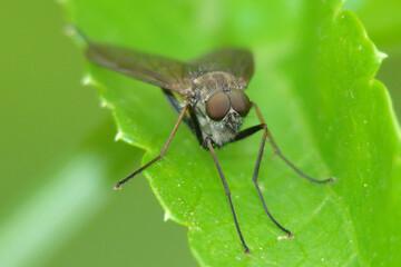 Snipe Fly (Rhagio sp.)
