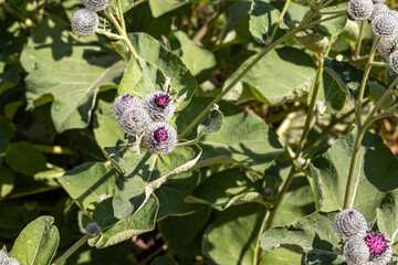 Purple wooly burdock flowers are in the garden in summer on a blurred green background