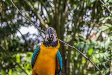 Portrait of a large multicolored macao parrot with bread crumb in its mouth. Ara ararauna (blue-and-yellow or blue-and-gold macaw) lives in the forest, woodland and savannah of tropical South America.