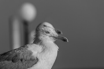 Portrait of a gull or seagull standing on a seaside railing at golden hour near the ocean at sunset or sunrise. It's Caspian gull (Larus cachinnans) nesting in the Black and Caspian Seas.