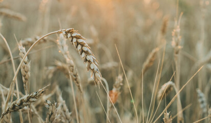 ears of wheat in field
